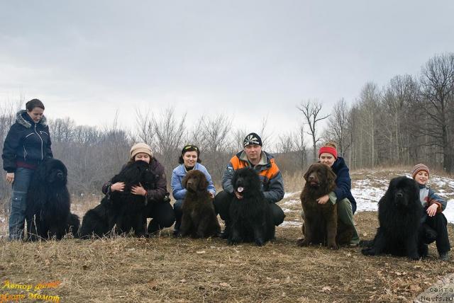 Фото: Надежда Момот, ньюфаундленд Юган с Тоянова Городка (Ygan s Toyanova Gorodka), Елена Тищенко, ньюфаундленд Лесная Сказка Раскрасавица, Светлана Самарцева, ньюфаундленд Лесная Сказка Королевский Медведь (Lesnaja Skazka Korolevskiy Medved), Дмитрий Кондрашов, ньюфаундленд Эра Гранд Люкс Чери Николь, Диана Ларина, ньюфаундленд Конфуций, Антон, ньюфаундленд Супер Премиум Вашингтон