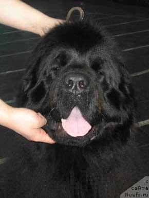 Фото: ньюфаундленд Нью Спейс Милениум Сенсейшен (Nju Speis' Millenium Sensation)