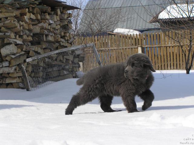 Фото: ньюфаундленд Дюрбахлер Клаб Альфаретта Виньетта