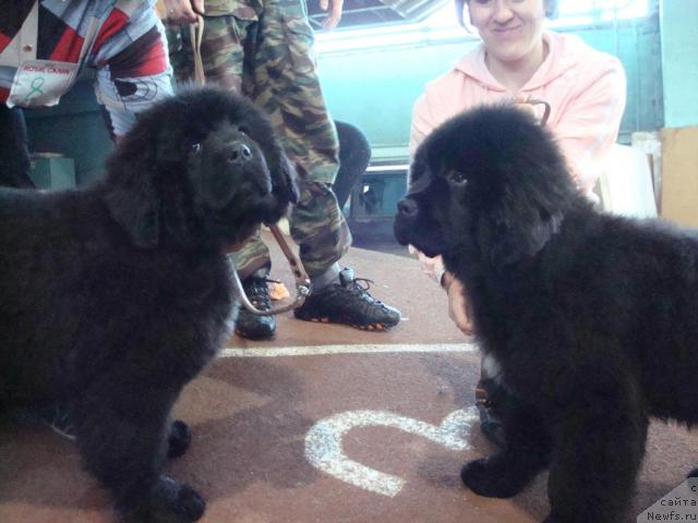 Фотография № 25259