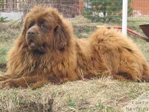 Фото: ньюфаундленд Сэрра Грация (Serra Gracia)