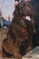 Фото: ньюфаундленд Сэрра Грация (Serra Gracia)