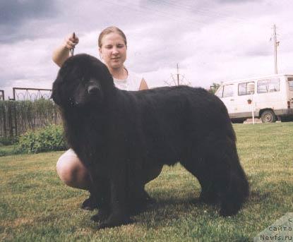 Фото: ньюфаундленд Evita Couly