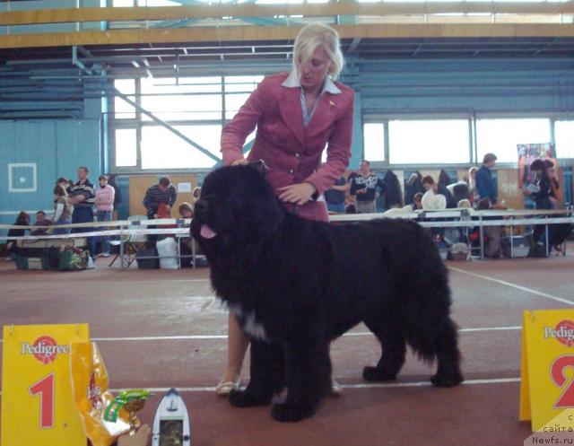 Фото: ньюфаундленд Супер Бизон Армани (Super Bizon Armani)