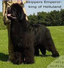 Фото: ньюфаундленд Skippers Emperior King of Helluland