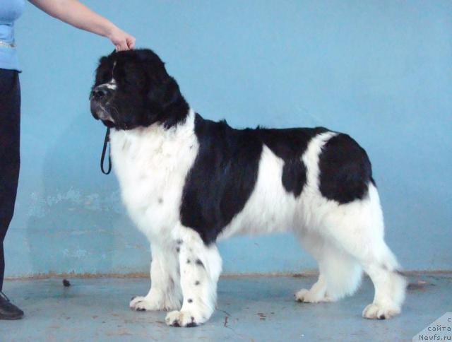 Фотография № 25294