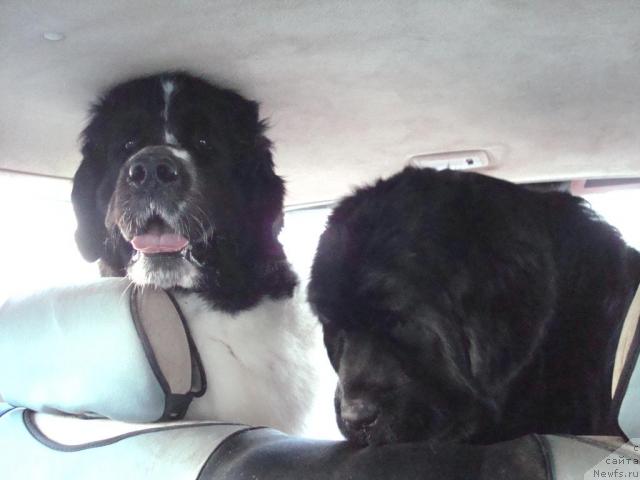 Фото: ньюфаундленд Маг Исполин Инфанта (Mag Ispolin Infanta), ньюфаундленд King of Helluland Good Friend