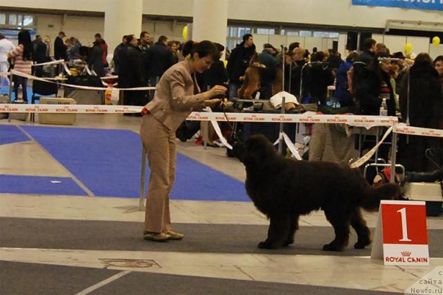 Фото: ньюфаундленд Элерон Браун (Eleron Brown)