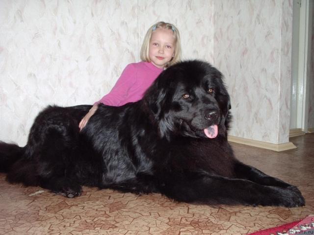 Фото: ньюфаундленд Дана