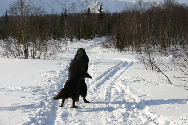 Фото: ньюфаундленд Золушка Хрустальная Туфелька, ньюфаундленд Кайден Плейфул (Kaiden Playful)
