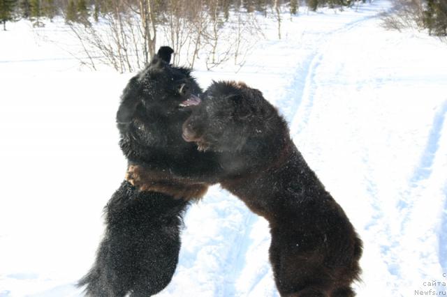 Фото: ньюфаундленд Золушка Хрустальная Туфелька, ньюфаундленд Кайден Плейфул (Kaiden Playful)