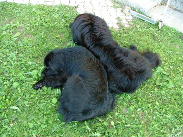 Фото: ньюфаундленд Дана, ньюфаундленд Bellami from Giant's Island