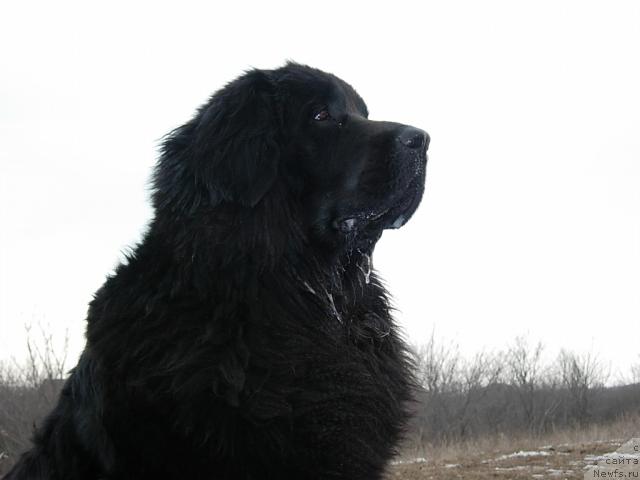 Фото: ньюфаундленд Лесная Сказка Раскрасавица