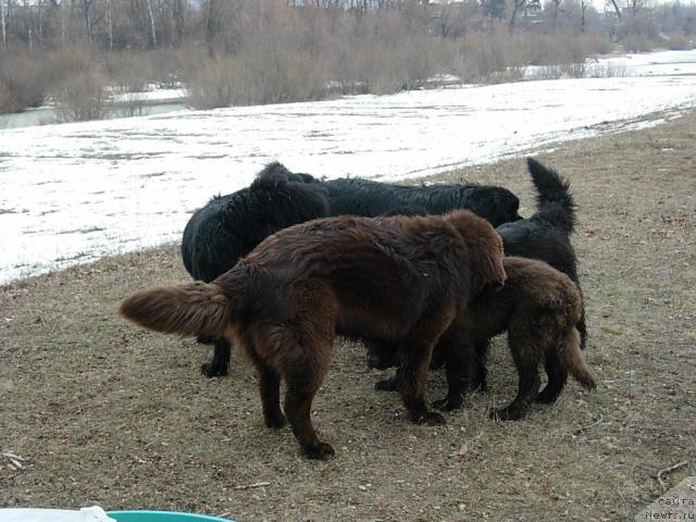 Фото: ньюфаундленд Конфуций, ньюфаундленд Лесная Сказка Королевский Медведь (Lesnaja Skazka Korolevskiy Medved), ньюфаундленд Лесная Сказка Раскрасавица, ньюфаундленд Эра Гранд Люкс Чери Николь