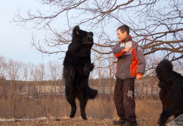 Фото: ньюфаундленд Лесная Сказка Раскрасавица