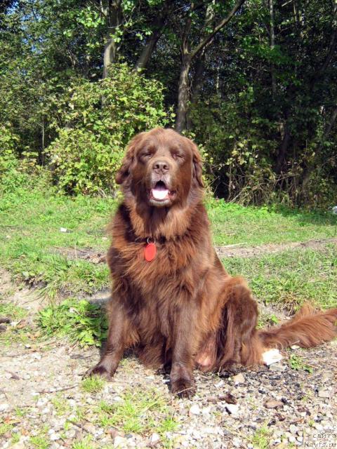 Фото: ньюфаундленд Баронесса