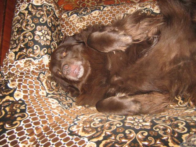 Фото: ньюфаундленд Баронесса