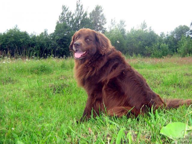 Фото: ньюфаундленд Баронесса