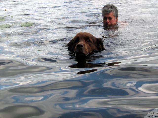 Фото: ньюфаундленд Баронесса