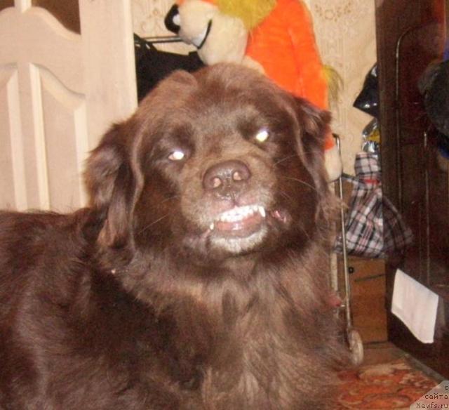 Фото: ньюфаундленд Баронесса