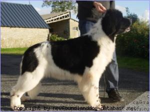 Фото: ньюфаундленд Good Advice from Salina