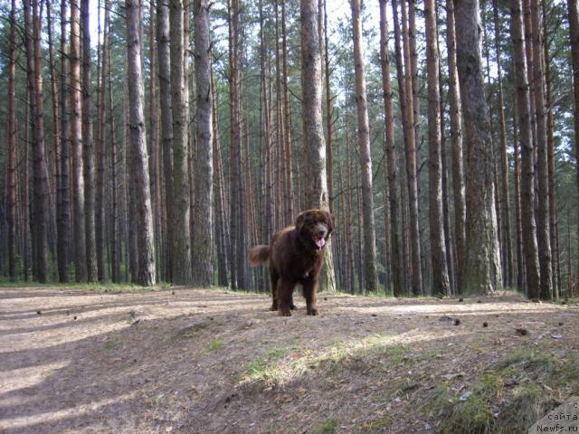 Фото: ньюфаундленд Баронесса