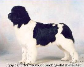 Фото: ньюфаундленд Cannon Bear's Tribute to Chili