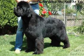 Фото: ньюфаундленд Darbydales Up And At'Em