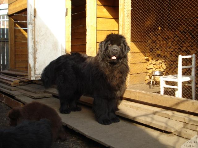 Фото: ньюфаундленд Тиффани Голд