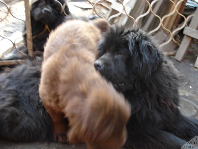 Фото: ньюфаундленд Тиффани Голд