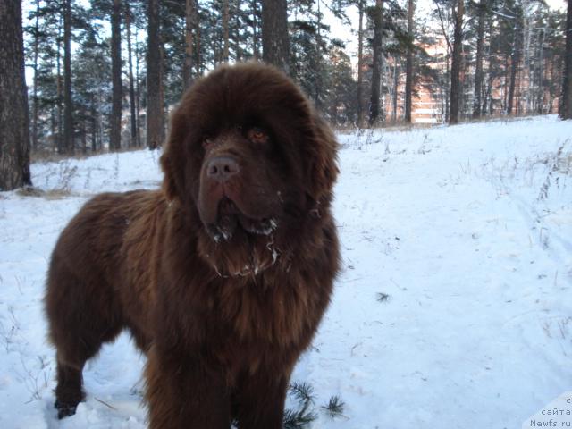 Фото: ньюфаундленд Сэр Ланцелот из Аркаима