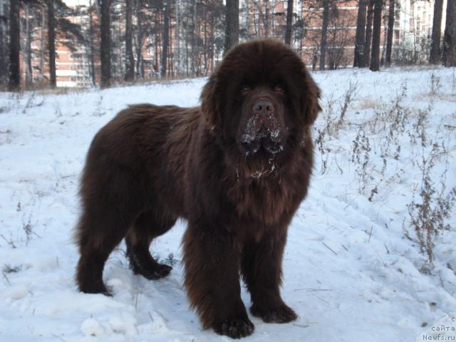 Фото: ньюфаундленд Сэр Ланцелот из Аркаима