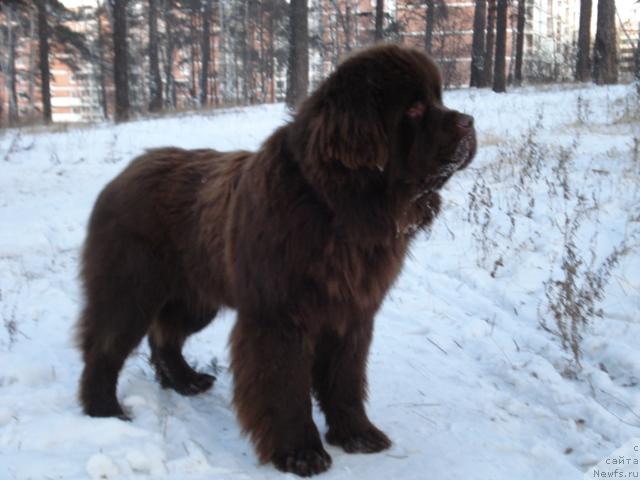 Фото: ньюфаундленд Сэр Ланцелот из Аркаима