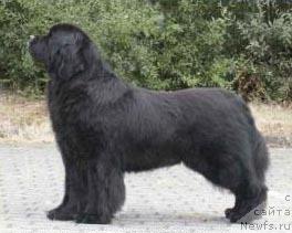 Фото: ньюфаундленд Splish-Splash A Cajun