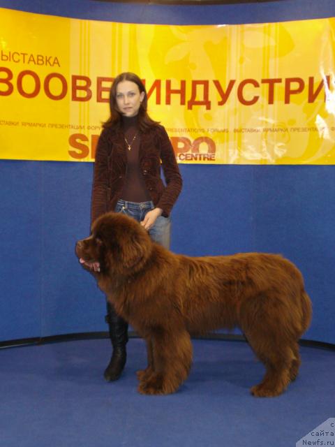 Фото: ньюфаундленд Сэр Ланцелот из Аркаима