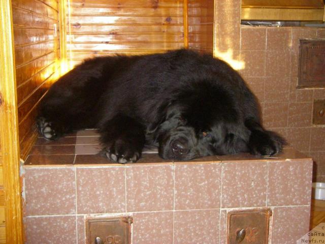 Фото: ньюфаундленд Тэссэр Таф