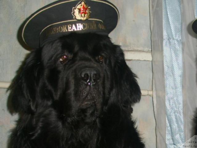 Фото: ньюфаундленд Царевич Империи Ньюф от Марлеон Дусвик