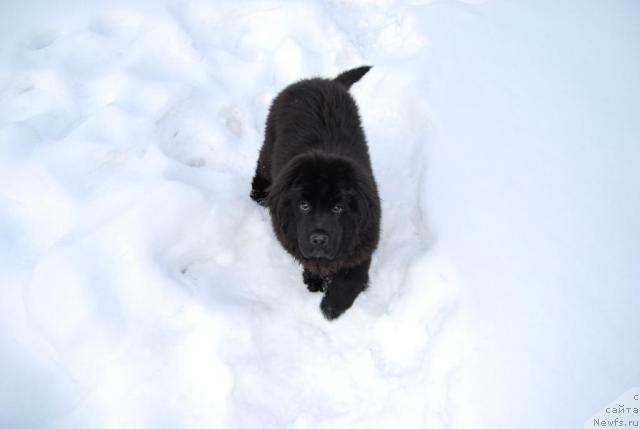 Фото: ньюфаундленд Face of an Angel Giant's Island