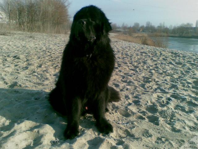 Фото: ньюфаундленд Лаэрт Биг Френд (Laert Big Friend)
