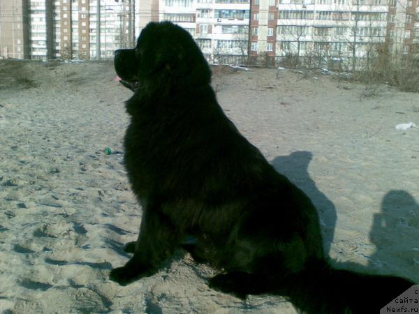 Фото: ньюфаундленд Лаэрт Биг Френд (Laert Big Friend)