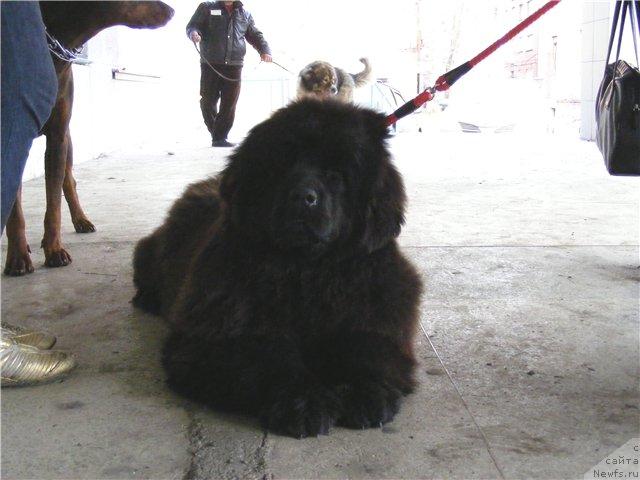 Фото: ЖИВОПИСНАЯ ЛЕДИ ОТ МАРЛЕОН ДУСВИК