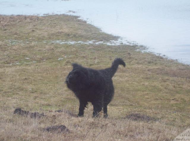 Фото: ньюфаундленд Кенни