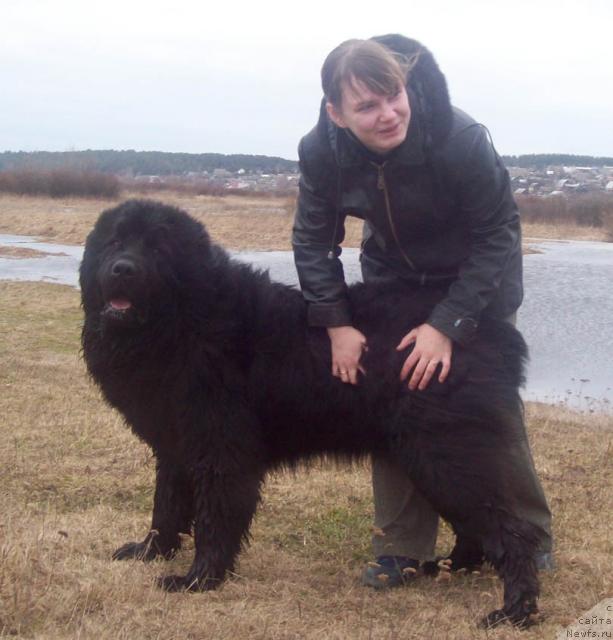 Фото: ньюфаундленд Кенни, Янина Василькова