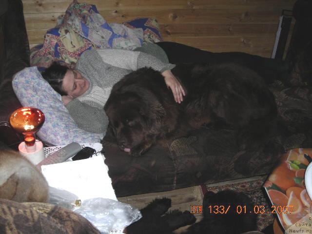 Фото: ньюфаундленд Старди, Ольга Розмахова