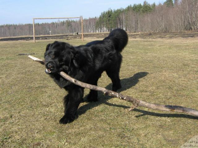 Фото: ньюфаундленд Плюшевая Панда Викар (Plushevaya Panda Vikar)