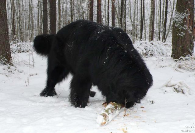 Фото: ньюфаундленд Плюшевая Панда Викар (Plushevaya Panda Vikar)