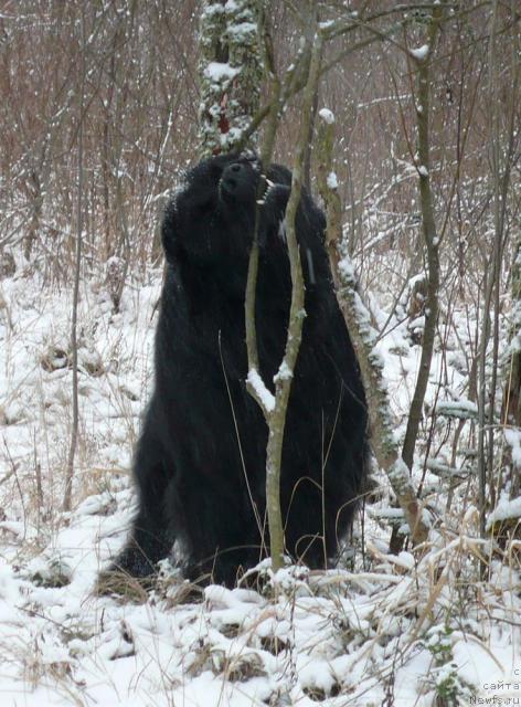 Фото: ньюфаундленд Плюшевая Панда Викар (Plushevaya Panda Vikar)
