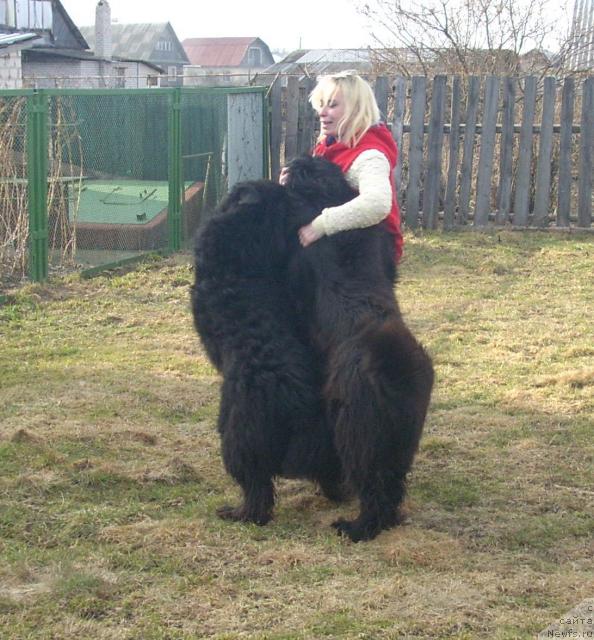 Фото: ньюфаундленд Bembi, ньюфаундленд Барри Пейв Блэк (Barry Peyv Black)