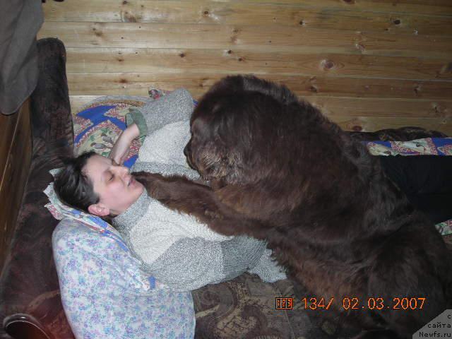 Фото: ньюфаундленд Старди, Ольга Розмахова