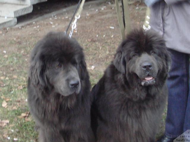 Фото: ньюфаундленд Севертан Светская Львица, ньюфаундленд Севертан Маджеста